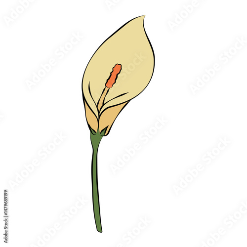 Lily flowers. Colorful exotic tropical flowers. Flat vector illustration isolated on white background.