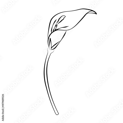 sketch of a flower