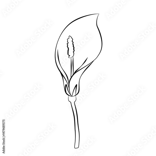 sketch of a flower