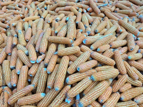 Bulk corn cob crops 