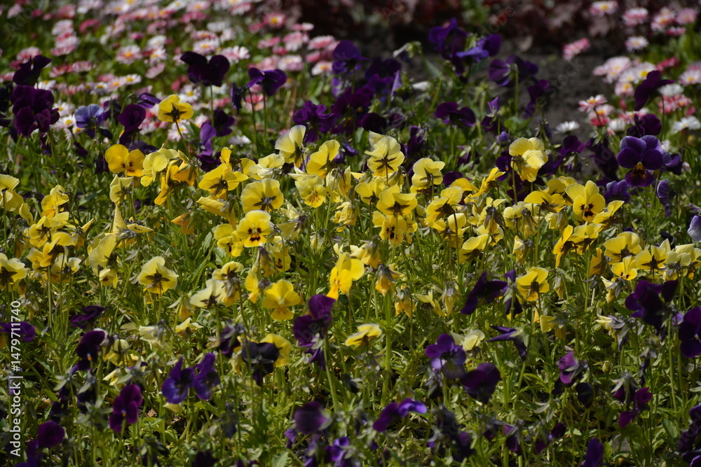 Fototapeta premium Viola tricolor flowers grow outdoors in spring