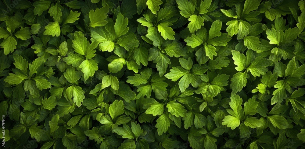 Obraz premium tropical green leaves abstract texture, dark nature background for banner or wallpaper