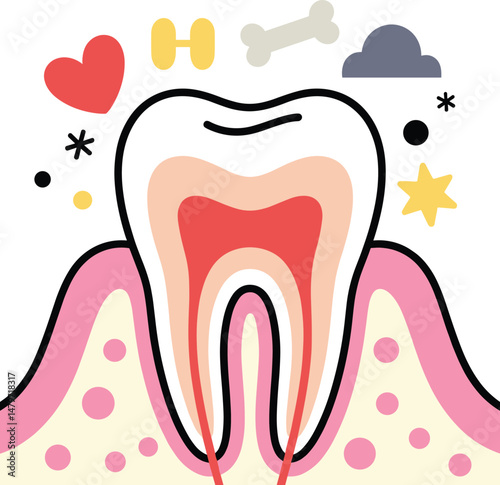 Anatomical illustration of a tooth