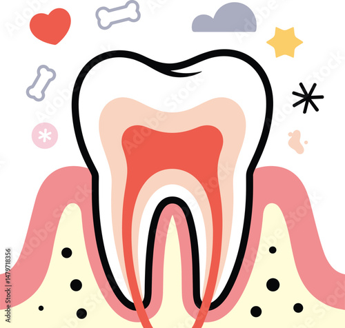 Anatomical illustration of a tooth