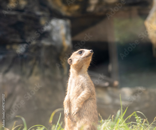Fototapeta Naklejka Na Ścianę i Meble -  Curious grassland lookout mongoose