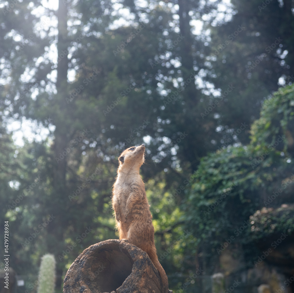 Fototapeta premium Curious grassland lookout mongoose