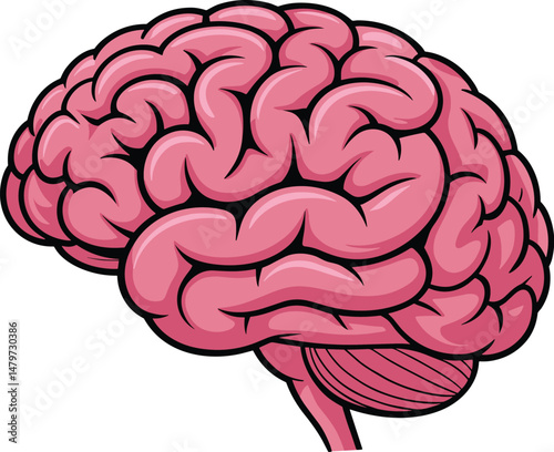 Human brain anatomy illustration.