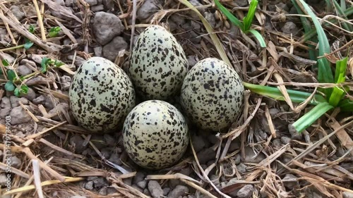 A Killdeer nest reveals four speckled eggs nestled among dry grasses and stones, symbolizing new life and springtime.