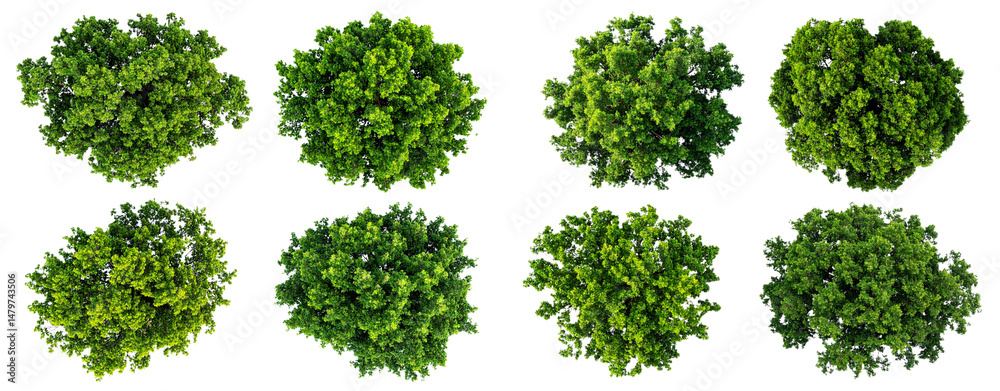 Obraz premium Set of Four Tree Tops – Top-Down View PNG