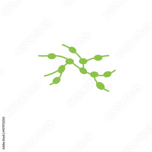 lymph gland vector