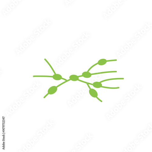 lymph gland vector