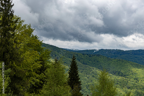 Obraz na plátně various trees on a mountainside and mountains in the background