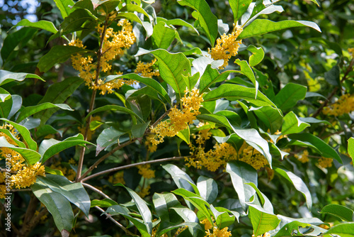 Beautiful scenery of osmanthus blooming in autumn