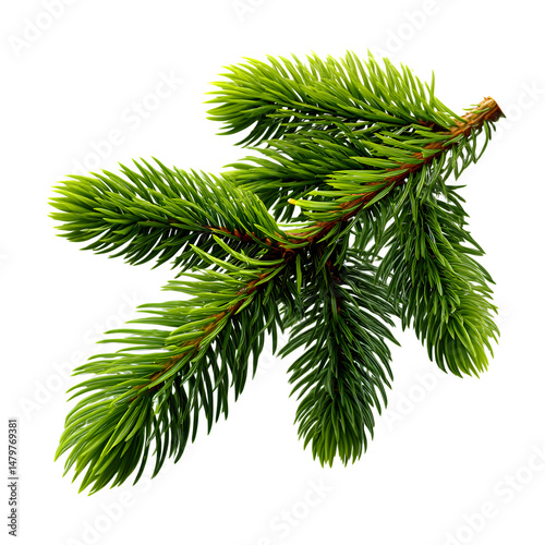 Coniferous spruce branch, isolated on transparent background