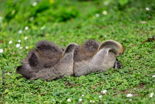 Canadian goslings on grass field