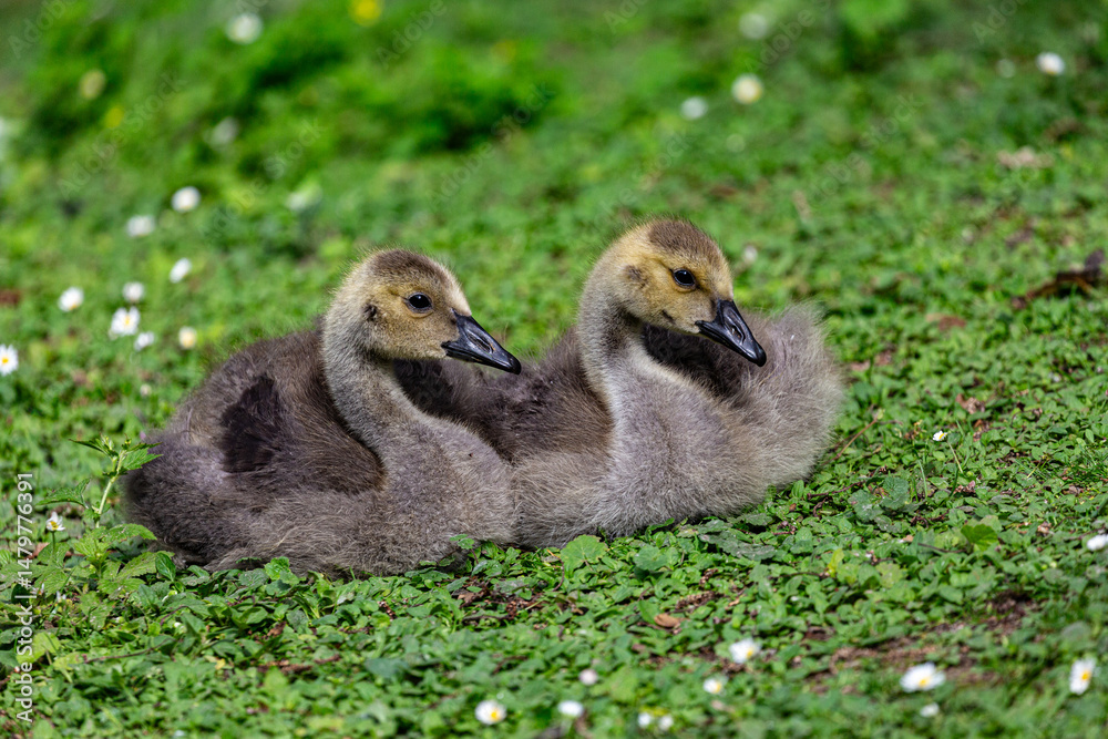 Canadian goslings on grass field