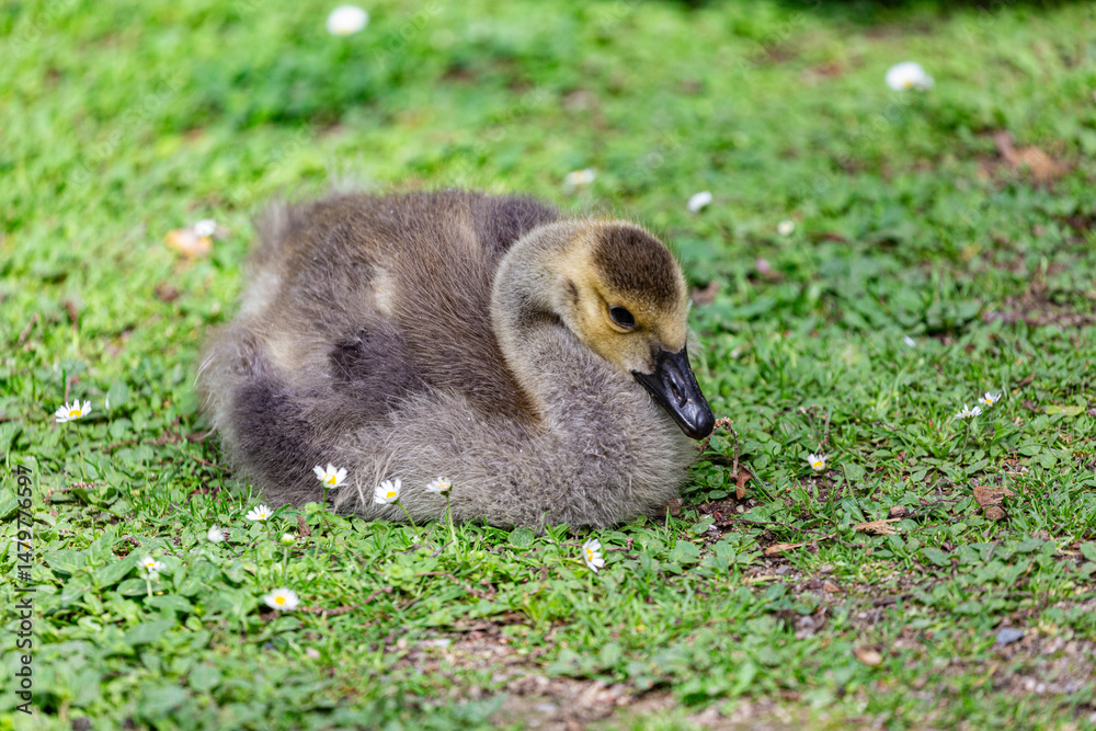Canadian gosling on grass field