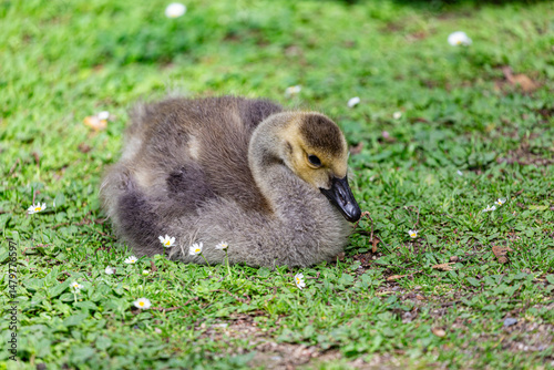 Obraz na płótnie Canadian gosling on grass field w salonie