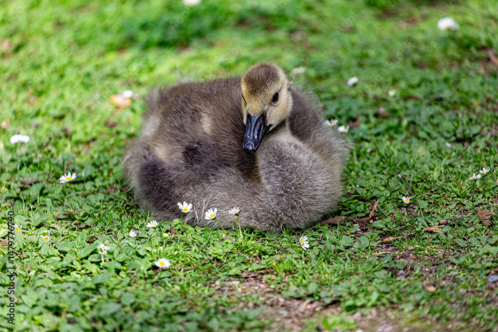 Canadian gosling on grass field