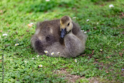 Obraz na płótnie Canadian gosling on grass field w salonie