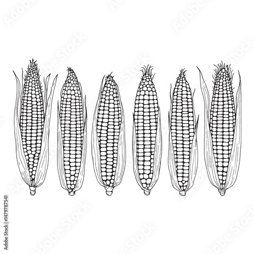 Simple Line Art of Corn Kernels for Organic Illustration