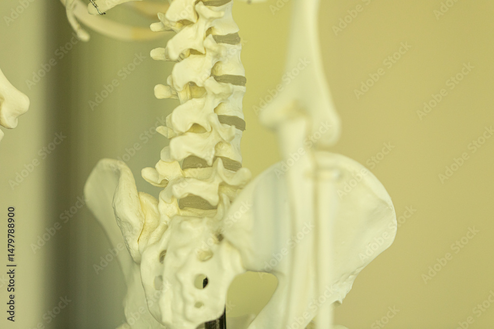 Obraz premium Close-up of anatomical model showing lumbar spine, pelvis, and sacrum. Ideal for medical, educational, or scientific use.