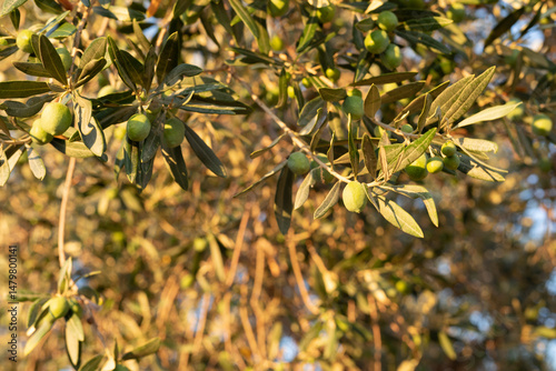 Wallpaper Mural Close-up of green olives on a branch, bathed in sunlight. Perfect for food, agriculture, or healthy lifestyle concepts. Torontodigital.ca