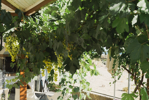 Sunlit green grapes hanging...