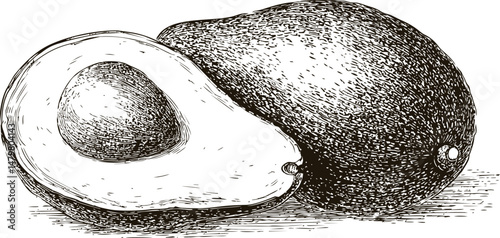Detailed black and white illustration of whole and sliced avocado in sketch style. Vector illustration