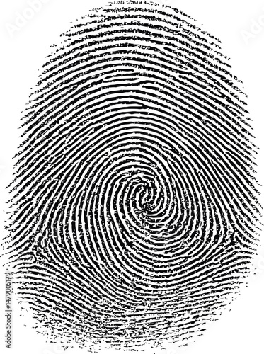 Detailed black fingerprint swirl pattern illustration. Vector illustration