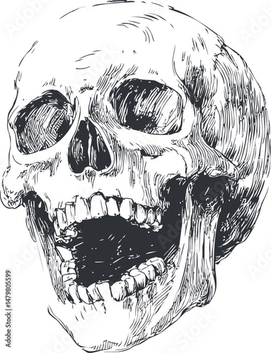 Detailed black and white sketch of a human skull with open mouth. Vector illustration