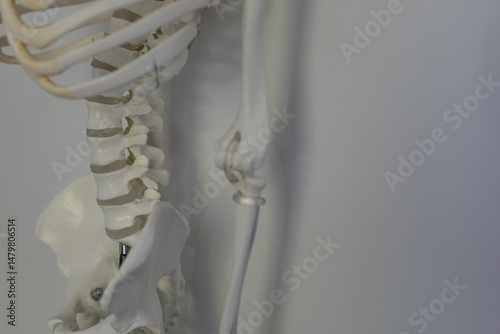 Close-up of a human skeleto...