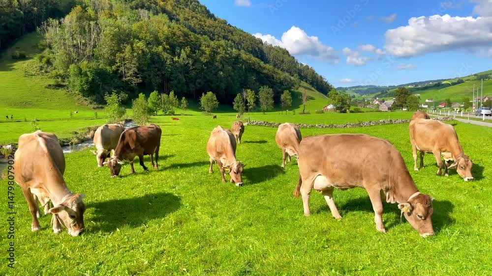 Cows Grazing in a Green Meadow Near a Forest Village
Cows Grazing in a Green Meadow Near a Forest Village