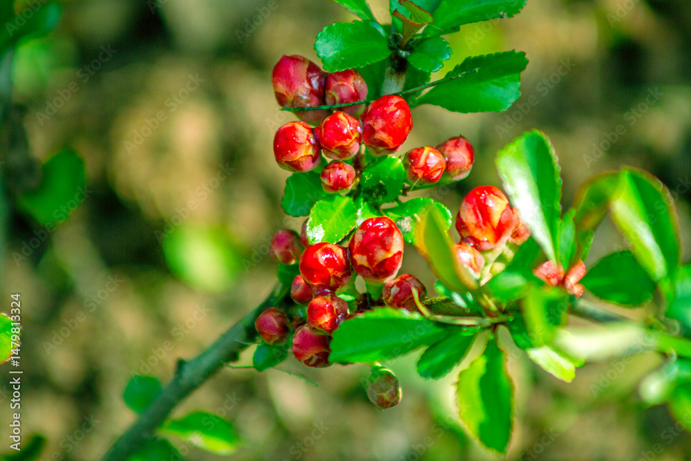 Fototapeta premium Close-up of flowering quince buds on a branch in a spring garden.