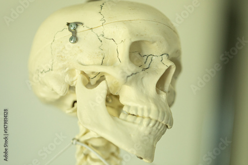 Detailed anatomical human s...
