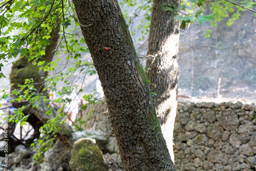 Detailed image of tree bark...