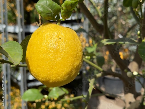 Juicy lemon hanging from a ...