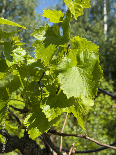Close-up of lush, sunlit gr...