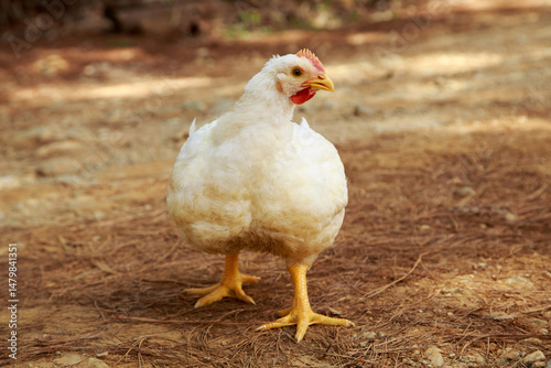 Canvastavla white broiler chicken for the meat industry