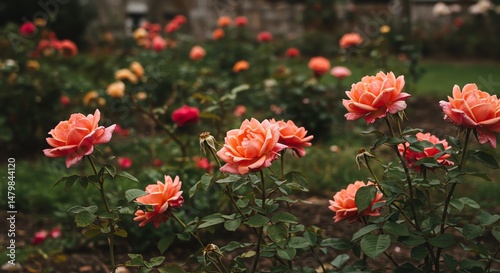 Coral roses blooming in garden