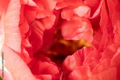 Stunning macro shot of cora...