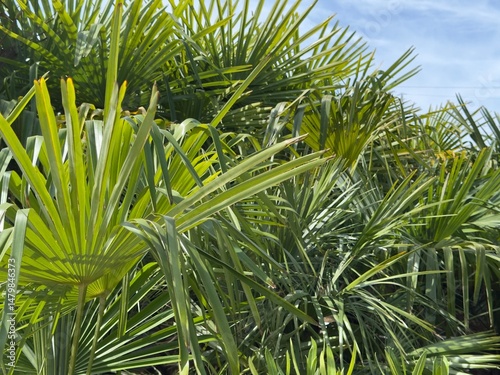 Vibrant image of tropical p...
