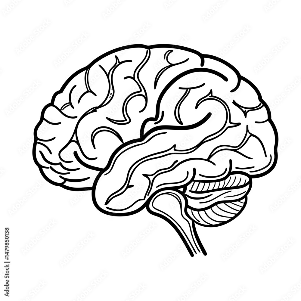 Obraz premium Hand Drawn Human Brain Illustration