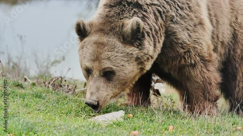 Wallpaper Mural Large brown bear eats quietly on a grassy riverbank surrounded by wild nature Torontodigital.ca