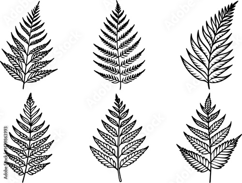 Set of Fern leaf outline vector illustration in black and white