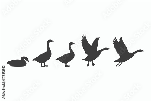 Goose Life Cycle Stages Silhouette Illustration