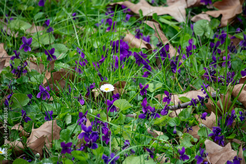 Primi fiori primaverili, Forlì, Emilia Romagna