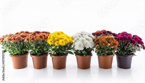 blooming potted chrysanthemums in a row with varying colors isolated on white background