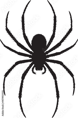 A black arachnid, a spider, isolated on white, evokes Halloween danger and arachnophobia