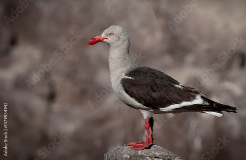 gaviota gris photo